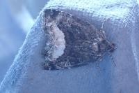 Deltote pygarga
