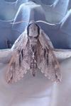 Hyloicus pinastri