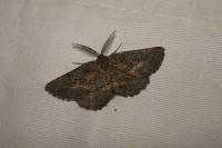 Nychiodes notarioi