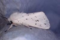 Spilosoma lubricipeda