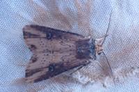 Axylia putris