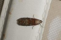 Phycita roborella
