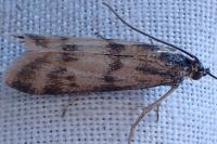 Homoeosoma sinuella