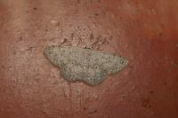 Scopula marginepunctata