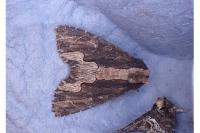 Dypterygia scabriuscula
