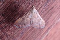 Endotricha flammealis