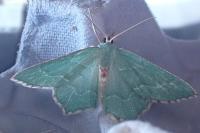 Hemithea aestivaria