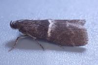 Elegia similella