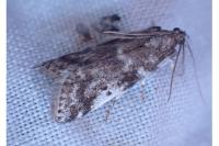 Assara terebrella