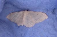Idaea straminata