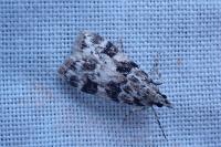Eudonia delunella