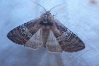 Tethea ocularis