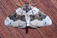 Cosmorhoe ocellata