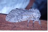 Cerura vinula