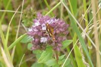 Pyrausta aurata