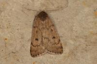 Athetis pallustris