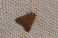 Bostra obsoletalis