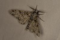 Biston betularia