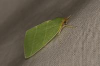 Bena bicolorana