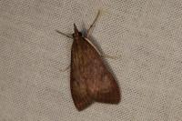 Uresiphita gilvata