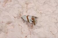 Eublemma candidana