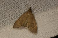 Anania terrealis