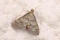 Metasia cuencalis bourgognei