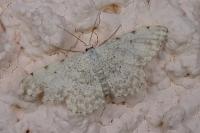 Scopula submutata roseonitens