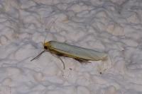 Eilema caniola