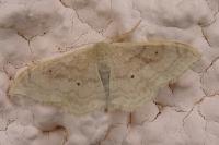 Idaea rubraria