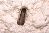 Ochropleura leucogaster