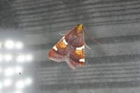 Pyralis regalis