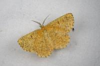 Angerona prunaria