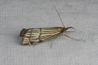 Chrysocramboides craterellus