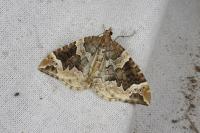 Eulithis prunata