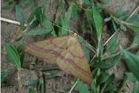 Rhodostrophia calabra