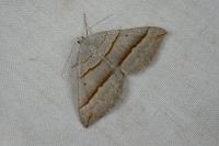 Scotopteryx mucronata