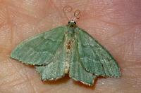 Hemithea aestivaria