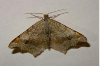 Macaria alternata