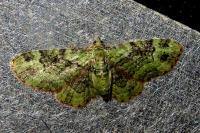 Pasiphila rectangulata