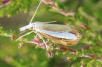 Catoptria margaritella