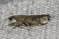 Ephestia woodiella/parasitella/elutella