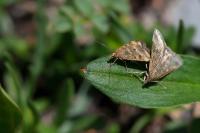 Pyrausta despicata