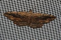 Philereme transversata