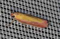 Oncocera semirubella