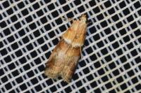 Acrobasis repandana