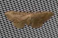 Philereme vetulata