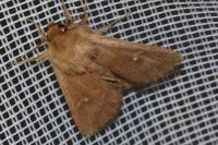 Mythimna albipuncta