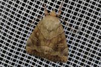 Cosmia trapezina