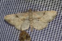 Peribatodes rhomboidaria rhomboidaria